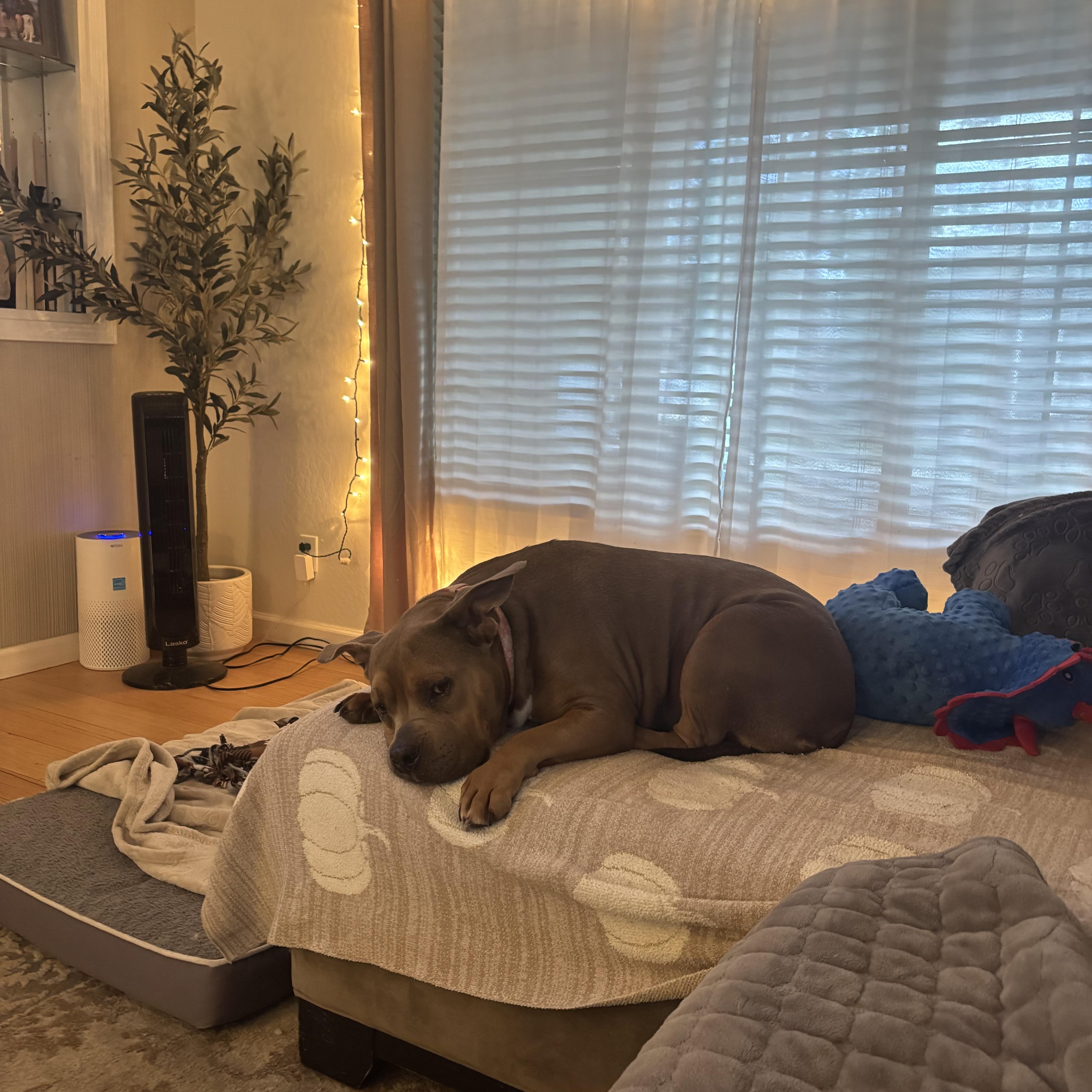Roxy, adopted, Adult Female Pit Bull Terrier & American Bully.