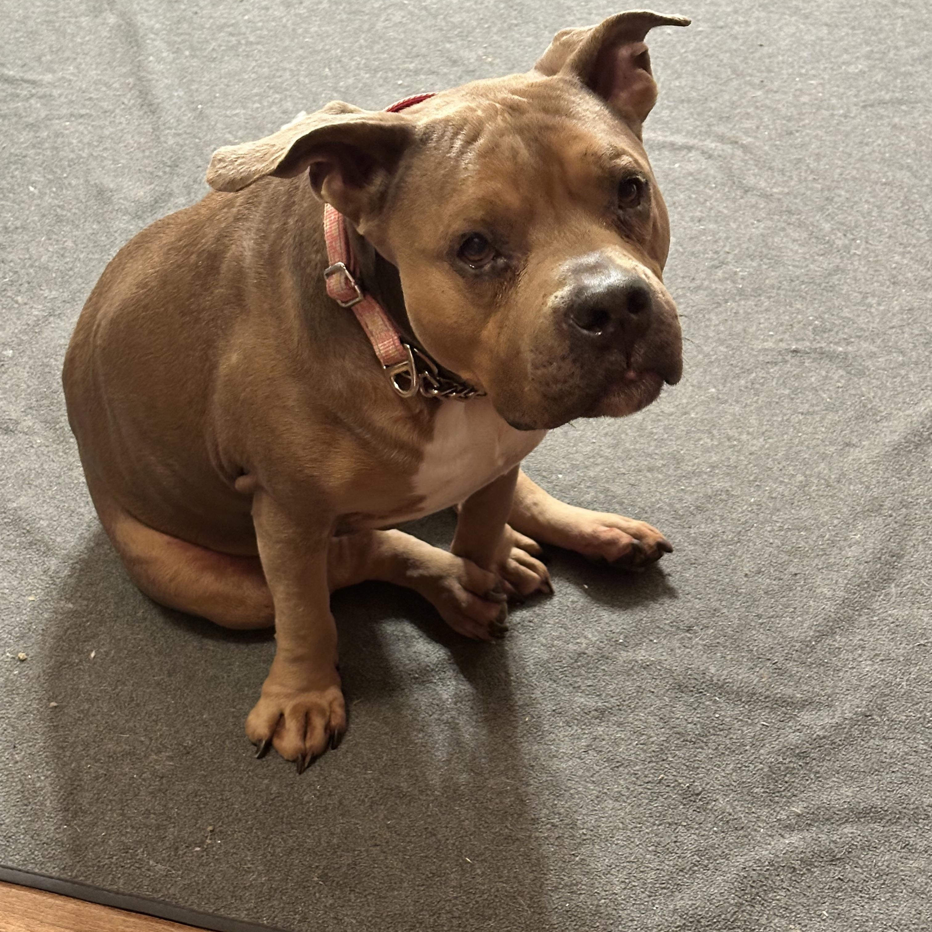 Enlarge Roxy, an adopted mixed breed in SACRAMENTO, CA image 4/5