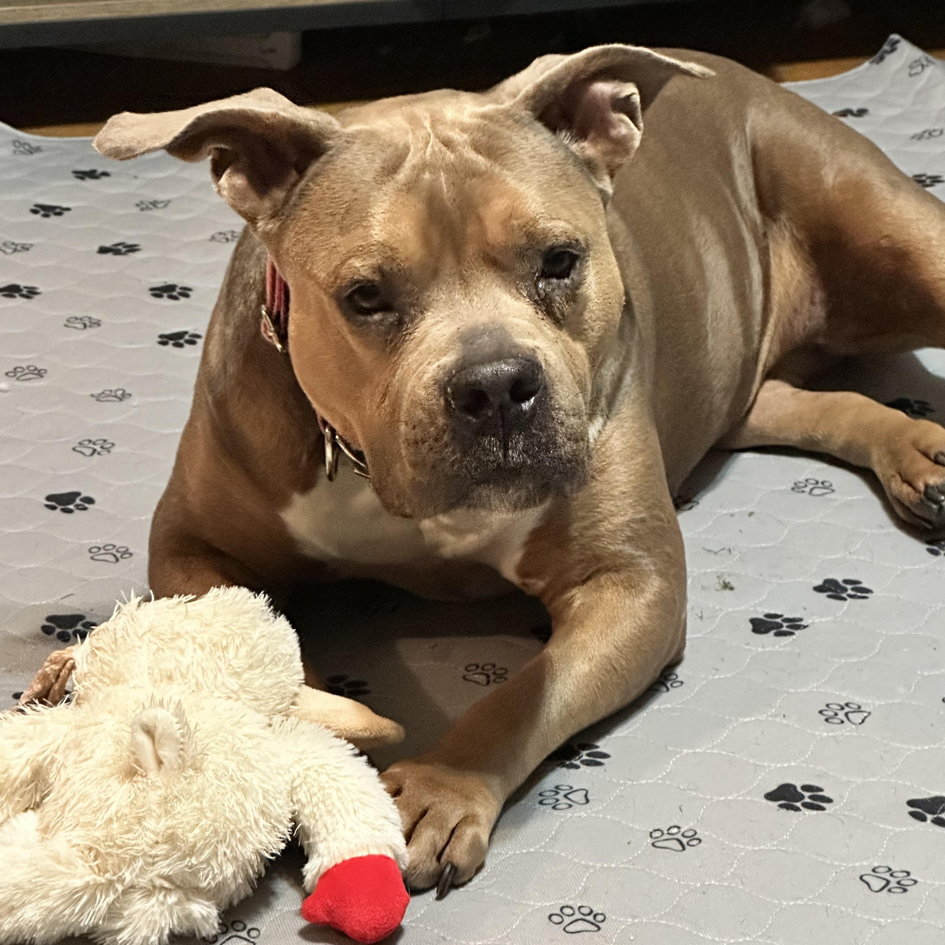 Enlarge Roxy, an adopted mixed breed in SACRAMENTO, CA image 2/5