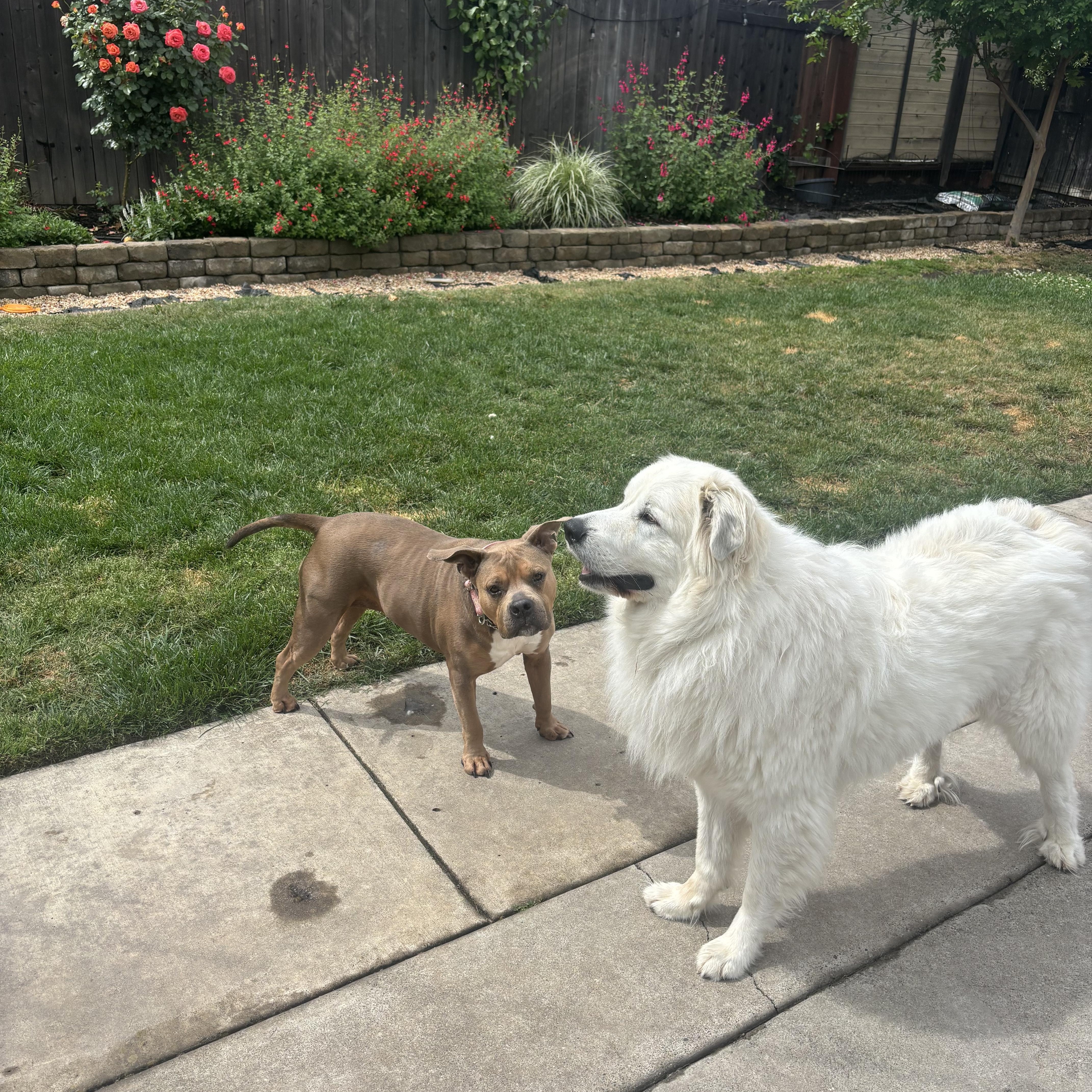 Enlarge Roxy, an adopted mixed breed in SACRAMENTO, CA image 3/5