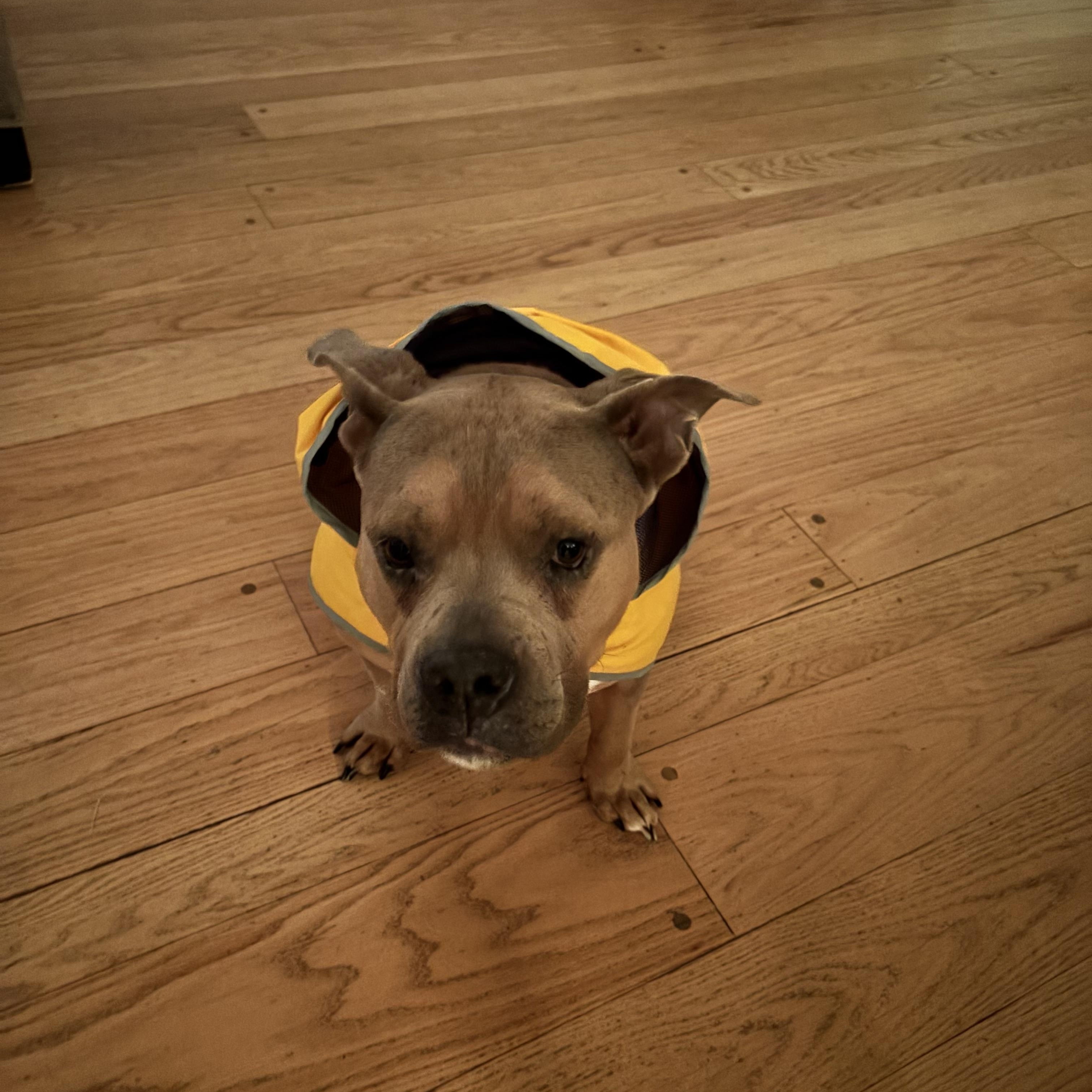 Enlarge Roxy, an adopted mixed breed in SACRAMENTO, CA image 5/5