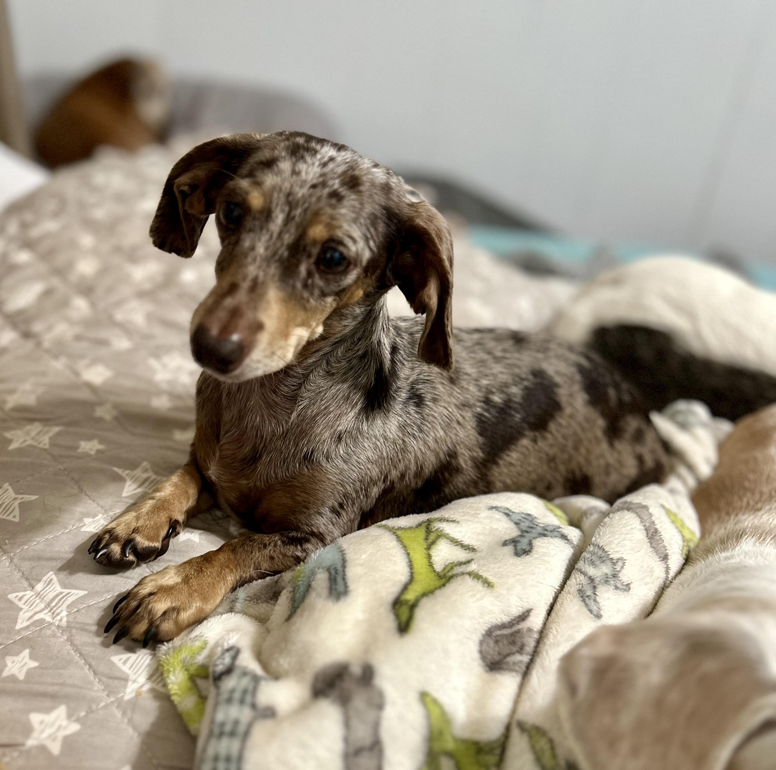 Enlarge Echo, a Adoptable Miniature Dachshund in Chickasha, OK image 1/1