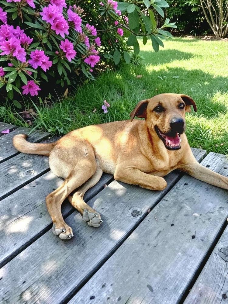 Enlarge Taurus, a Adoptable mixed breed in Sacramento, CA image 1/6