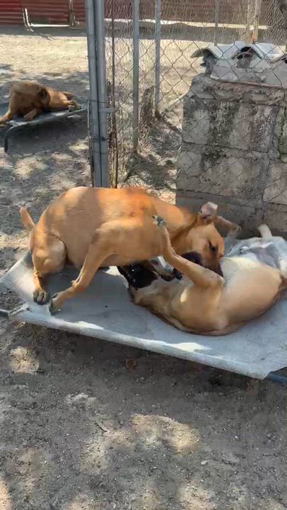 Enlarge Taurus, a Adoptable mixed breed in Sacramento, CA video 4/6