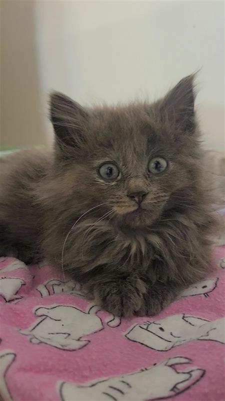 Nova, Adoptable, Kitten Female Domestic Long Hair.