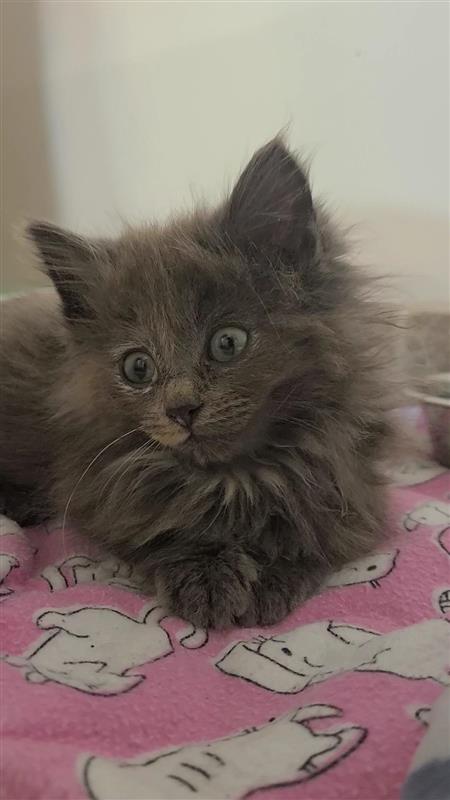 Enlarge Nova, a Adoptable mixed breed in Fayetteville, AR image 2/2