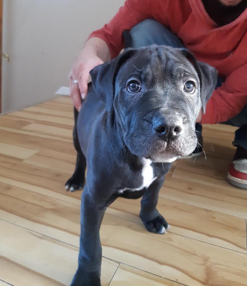 Vijay, ADOPTABLE, Puppy Male Labrador Retriever & Boxer.