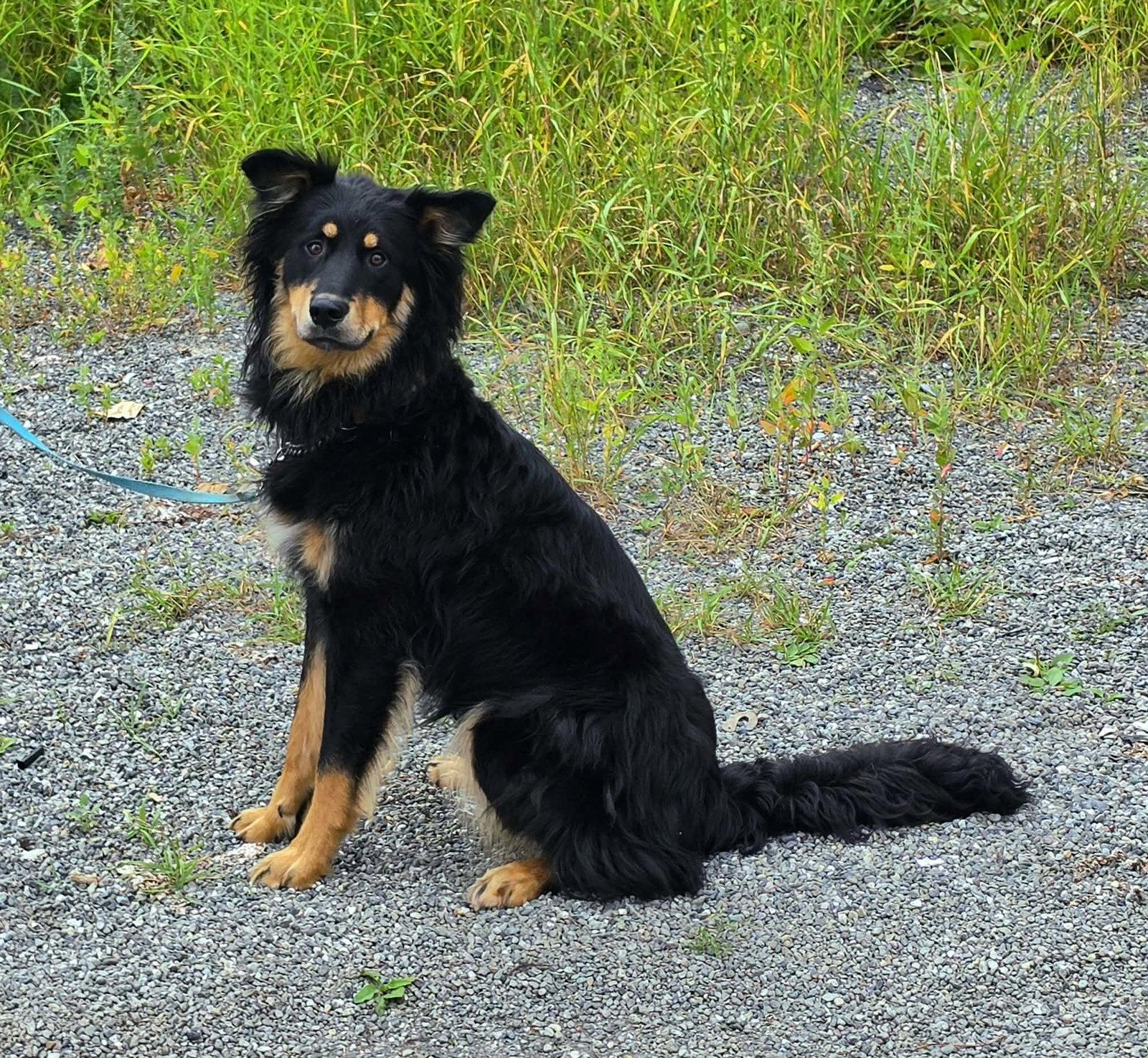 Max, Adoptable, Adult Male English Shepherd.