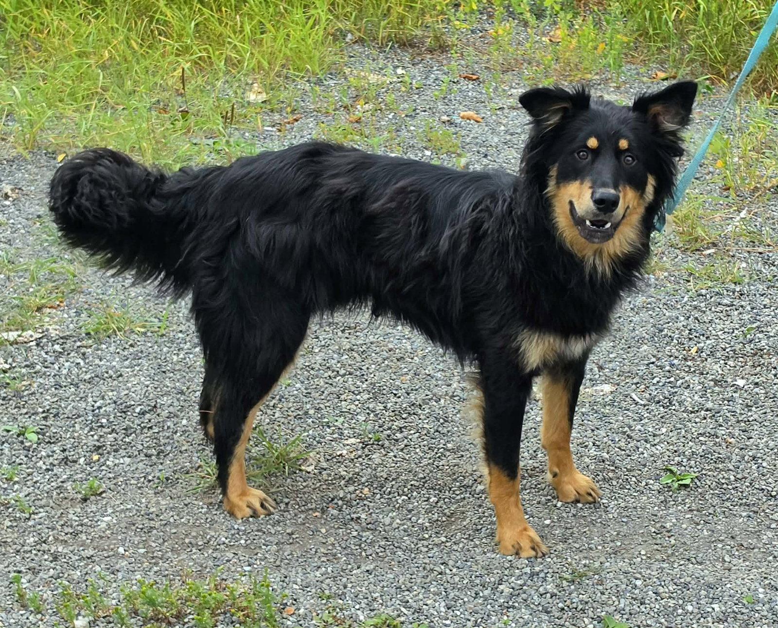 Max, a Adoptable English Shepherd in Anchorage, AK image 2/2