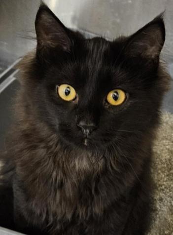 Enlarge Peter, a Adoptable Domestic Short Hair in Evans City, PA image 1/1