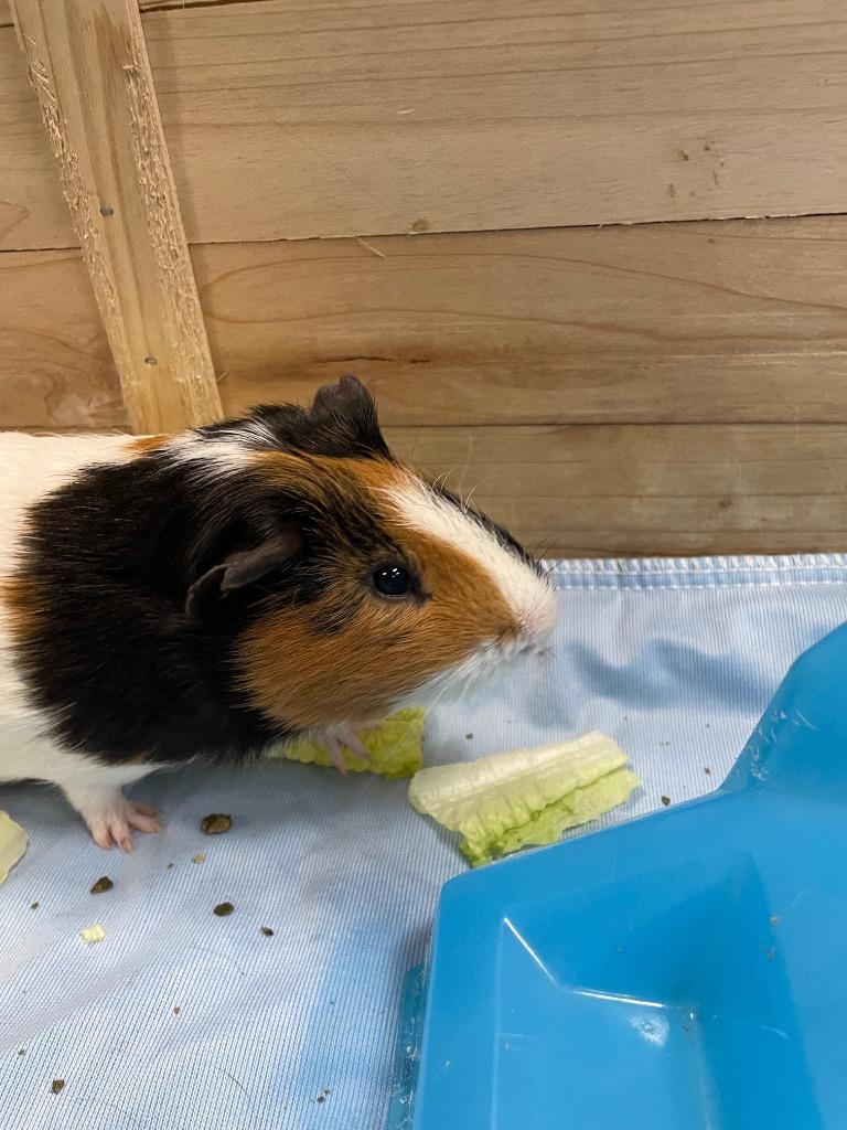 Enlarge moosetracks, a ADOPTABLE Guinea Pig in CLINTON, WA image 1/1
