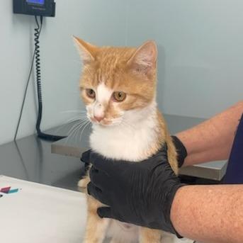 Sunshine (25-13054), Adoptable, Young Female Domestic Short Hair.