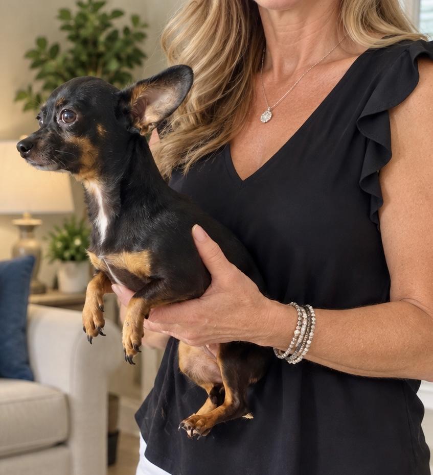 Layla, Adoptable, Young Female Miniature Dachshund.