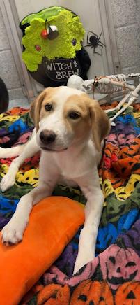 Cookie, Adopted, Young Female Labrador Retriever.