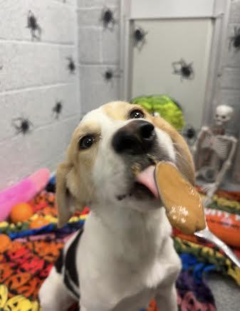 Enlarge Cookie, a Adopted mixed breed in Ocean City, NJ image 2/2