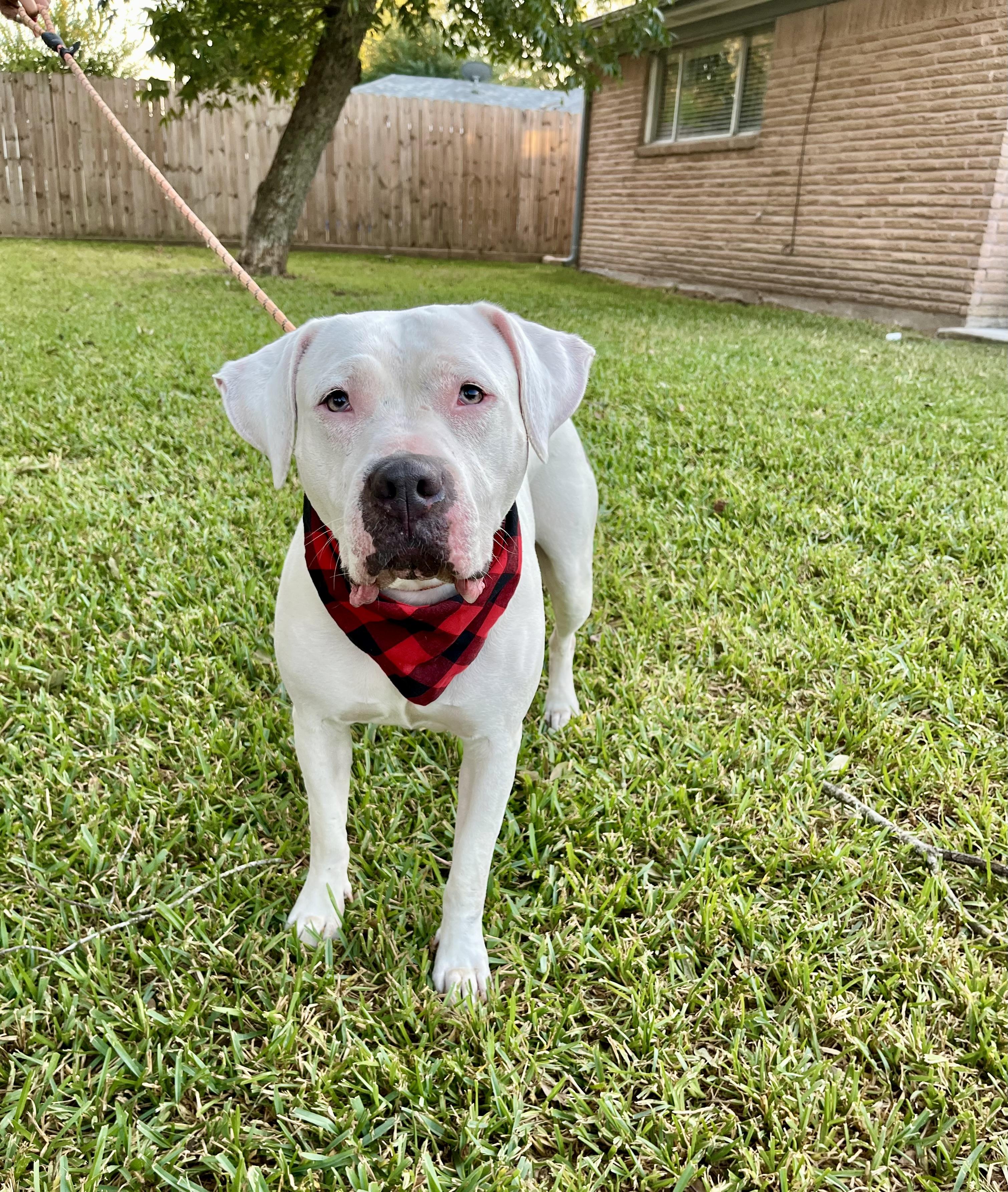 Enlarge Daisy, a Adoptable mixed breed in Houston, TX image 1/6