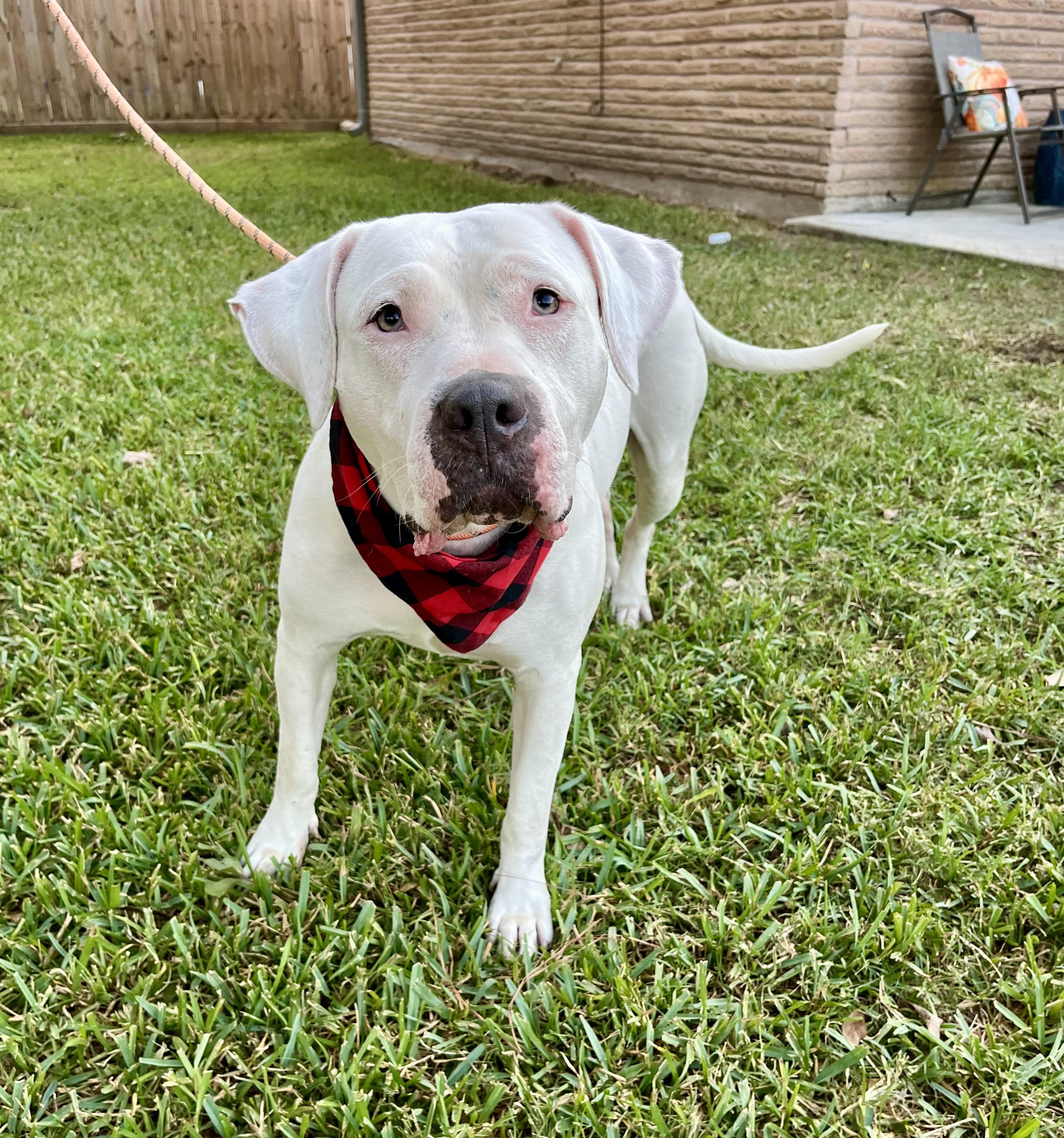 Enlarge Daisy, a Adoptable mixed breed in Houston, TX image 2/6