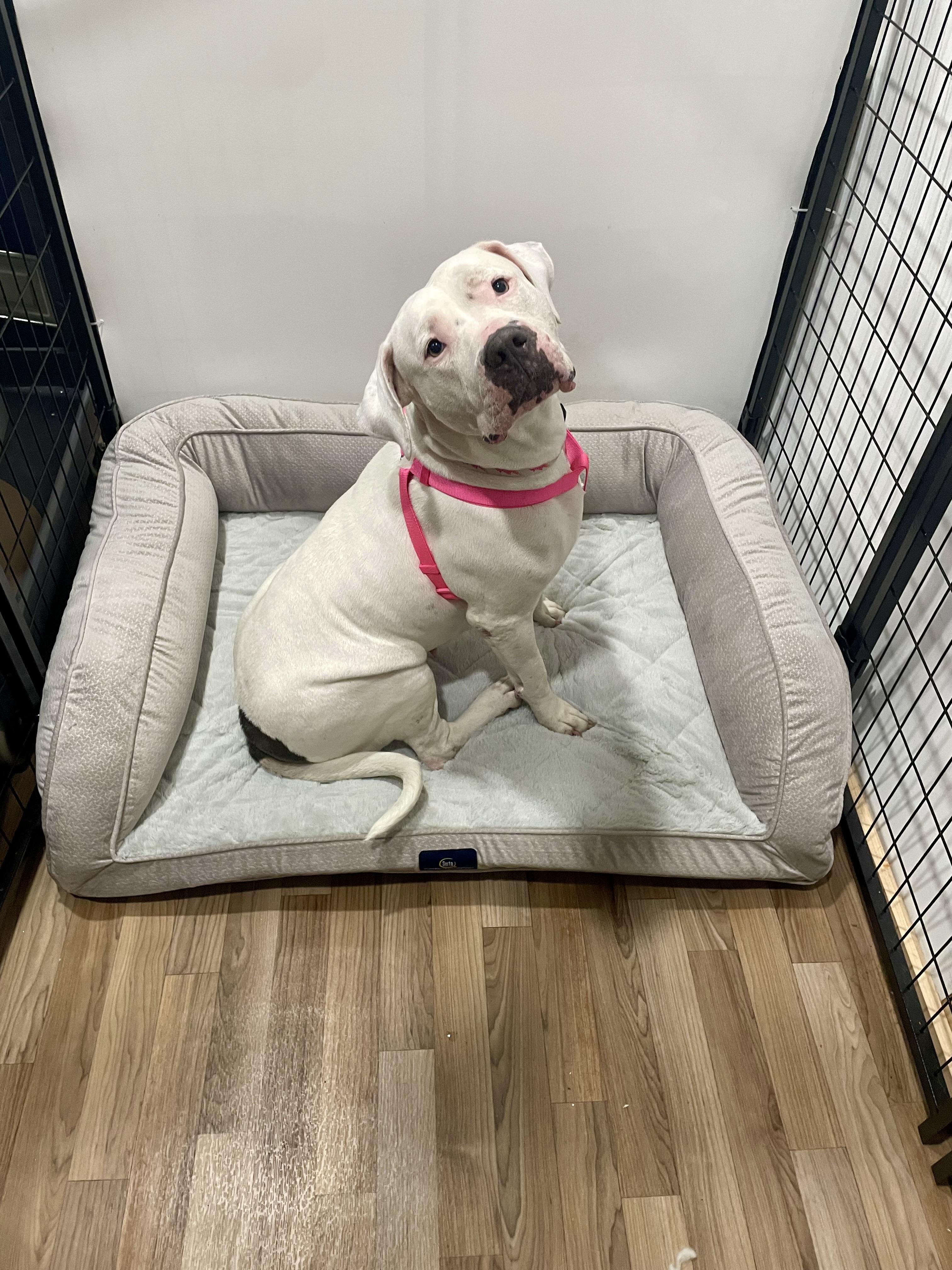 Enlarge Daisy, a Adoptable mixed breed in Houston, TX image 3/6