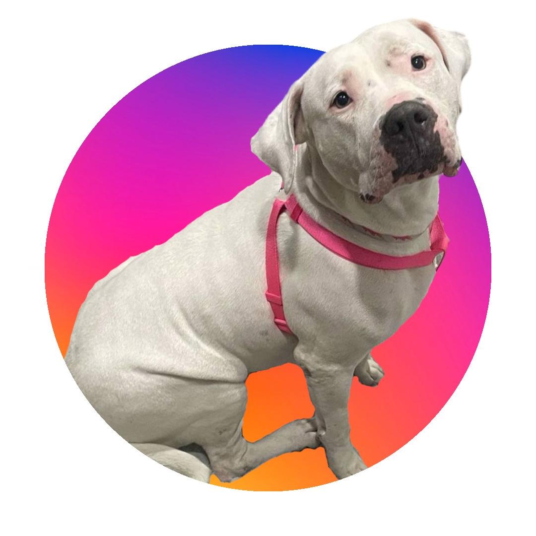 Enlarge Daisy, a Adoptable mixed breed in Houston, TX image 4/6