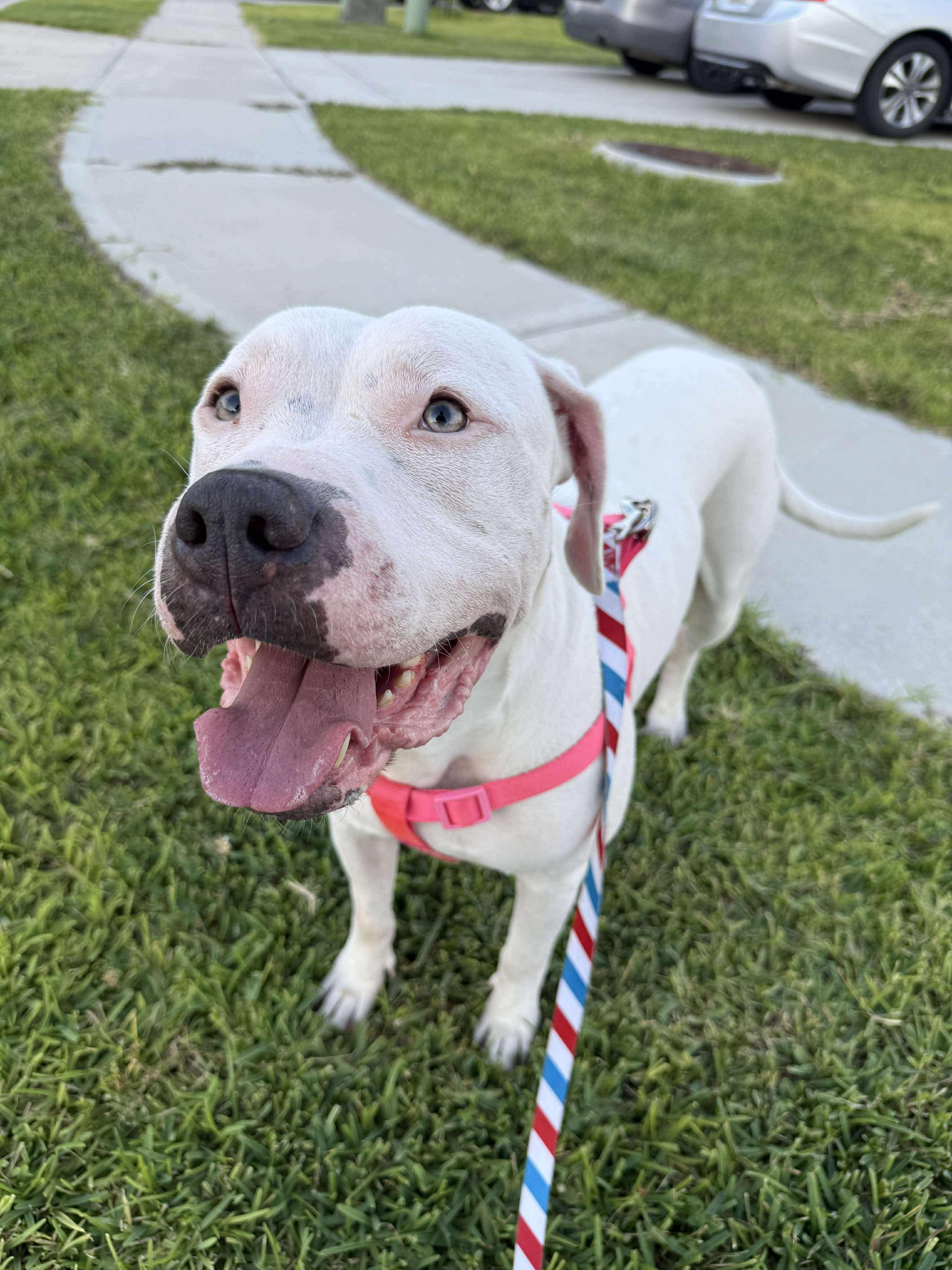 Daisy — thumbnail 6