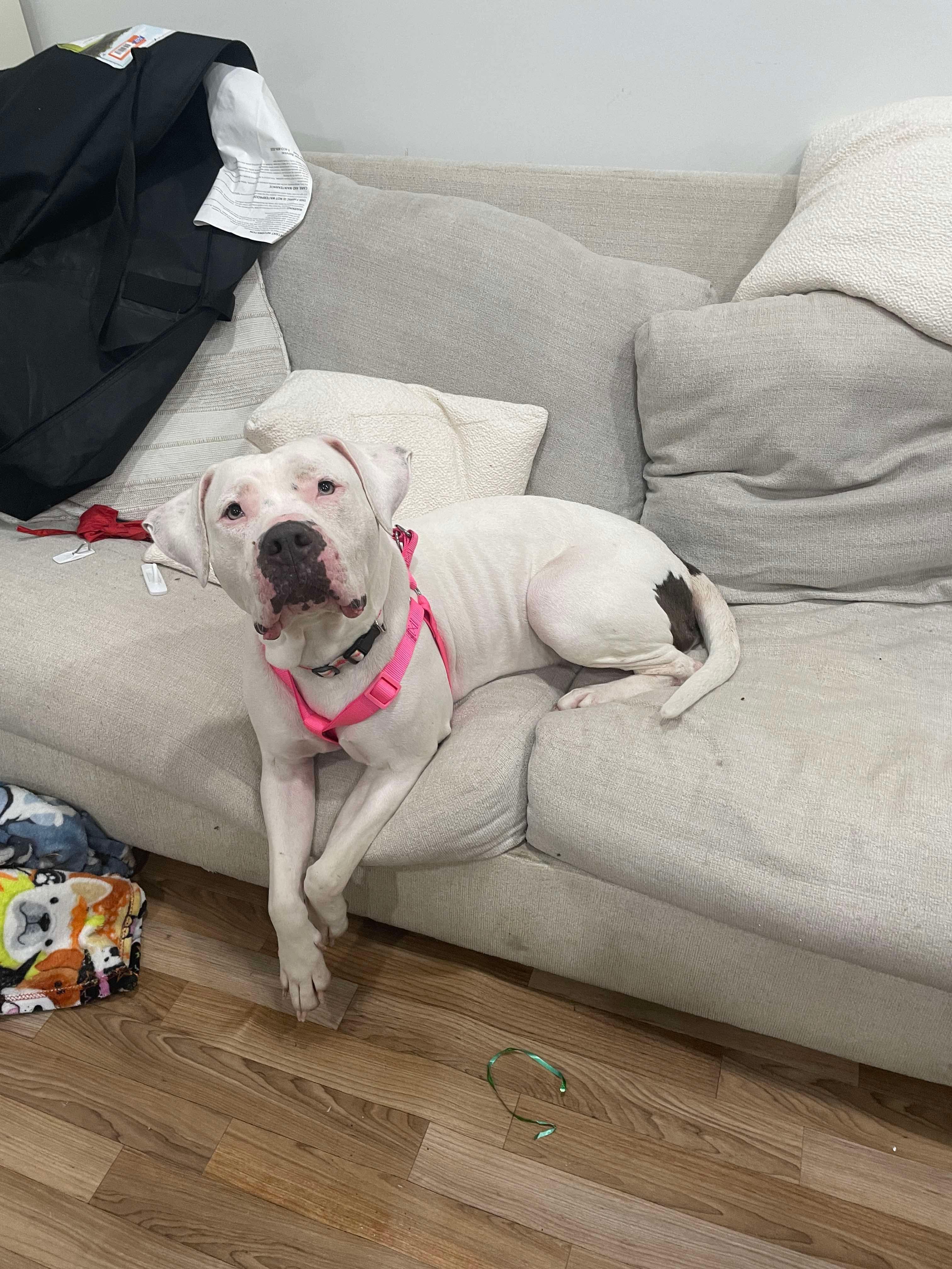 Enlarge Daisy, a Adoptable mixed breed in Houston, TX image 6/6