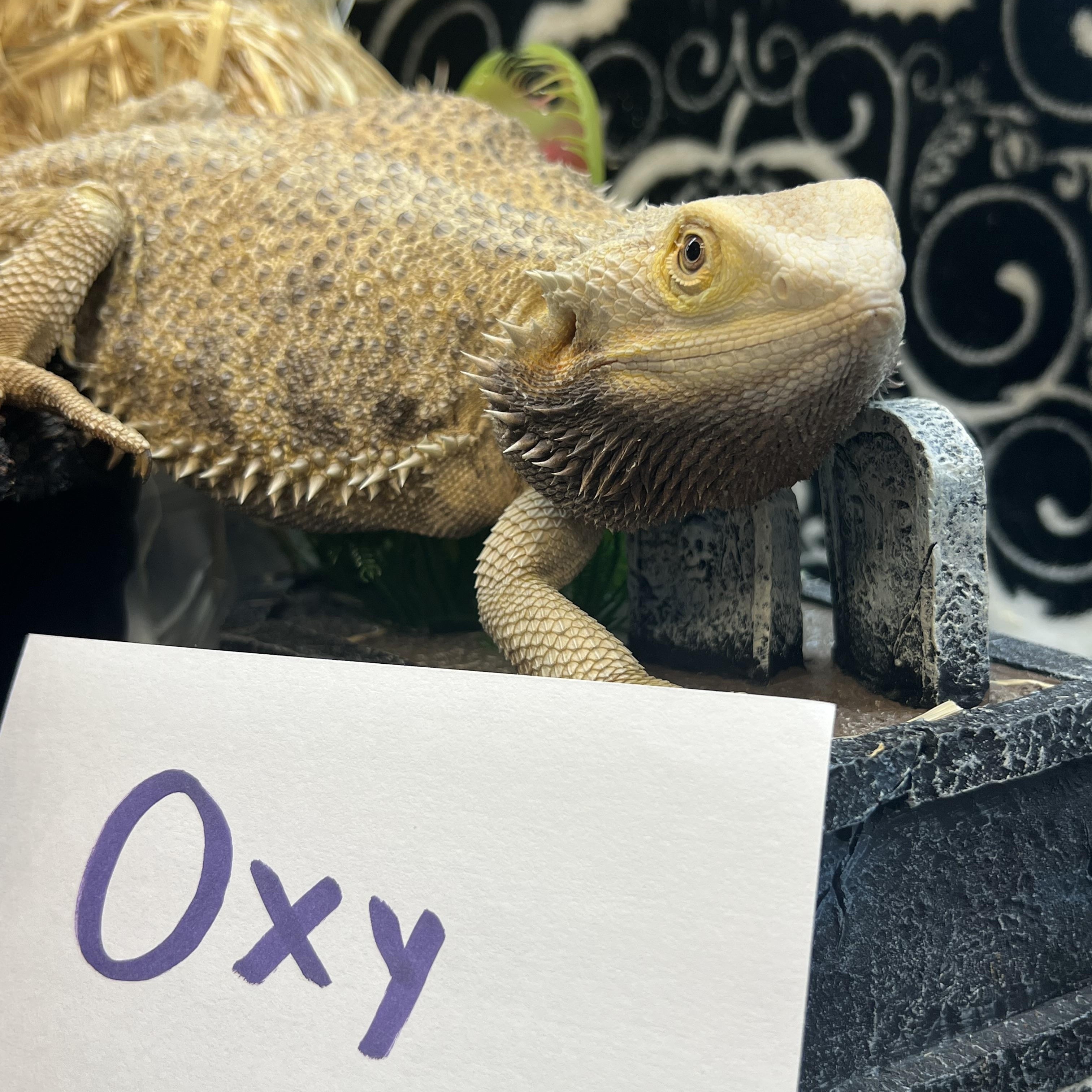 Oxy, Adoptable, Adult Female Bearded Dragon.