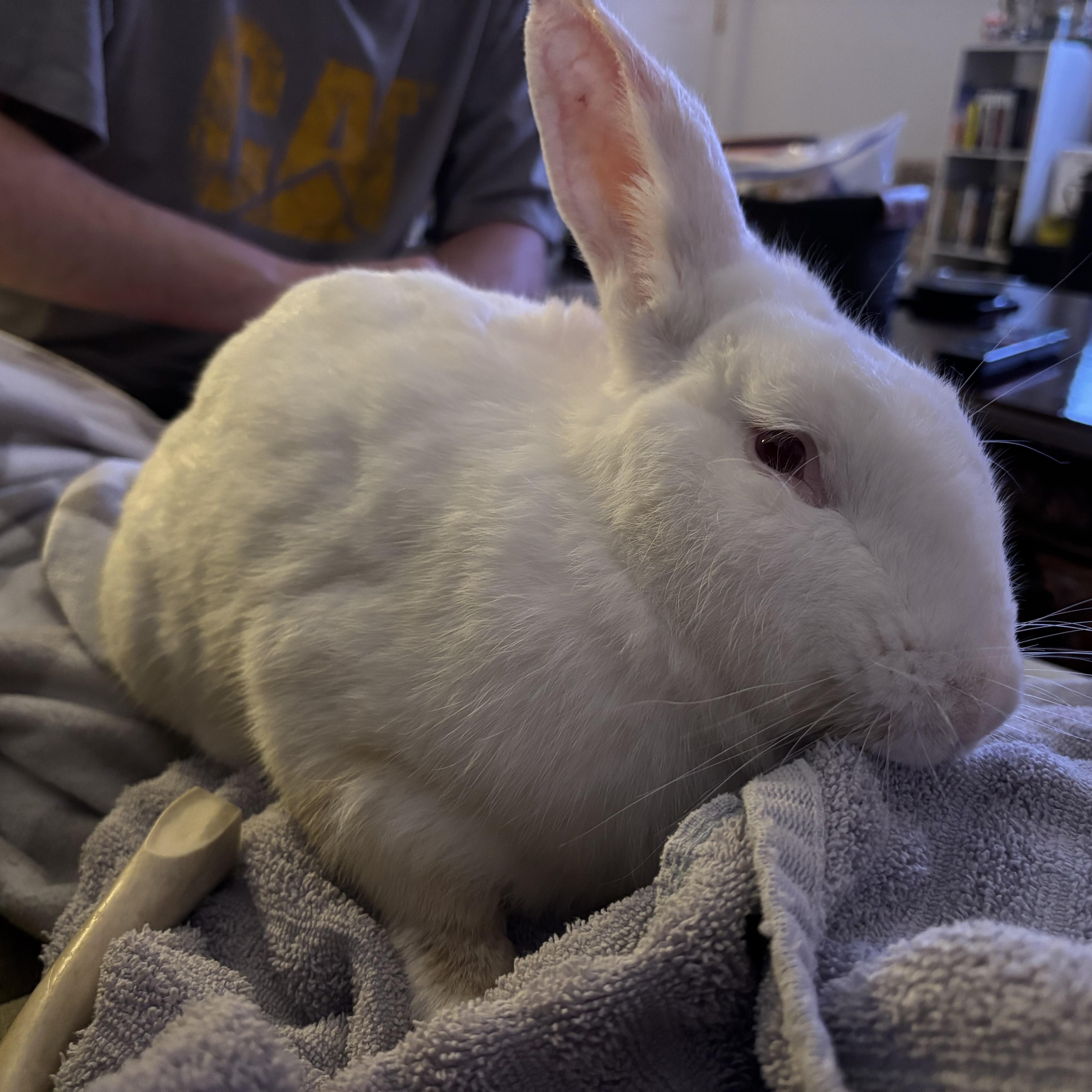 Enlarge Mochi, a Adoptable New Zealand in Huntsville, AL image 3/6