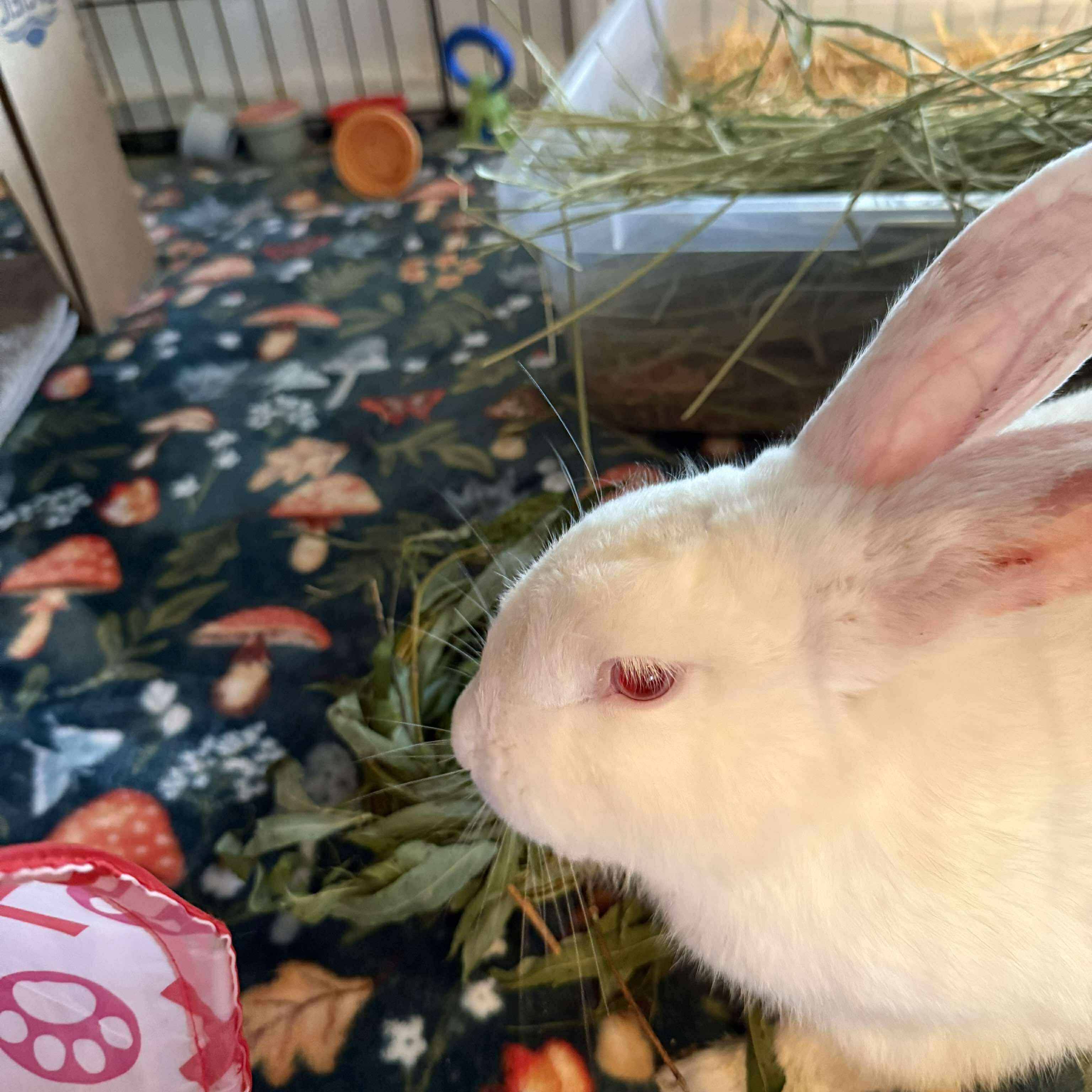 Enlarge Mochi, a Adoptable New Zealand in Huntsville, AL image 5/6