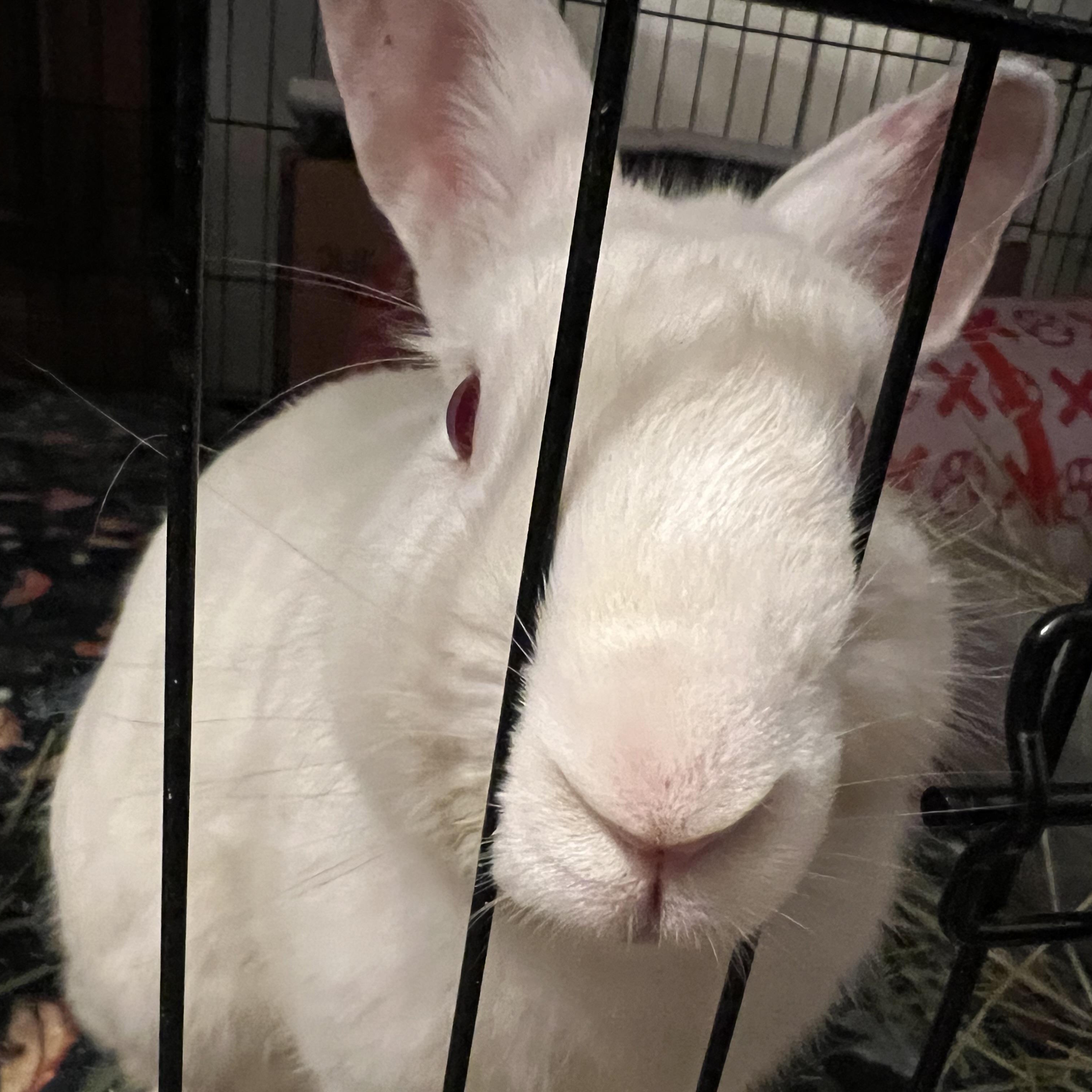 Enlarge Mochi, a Adoptable New Zealand in Huntsville, AL image 4/6