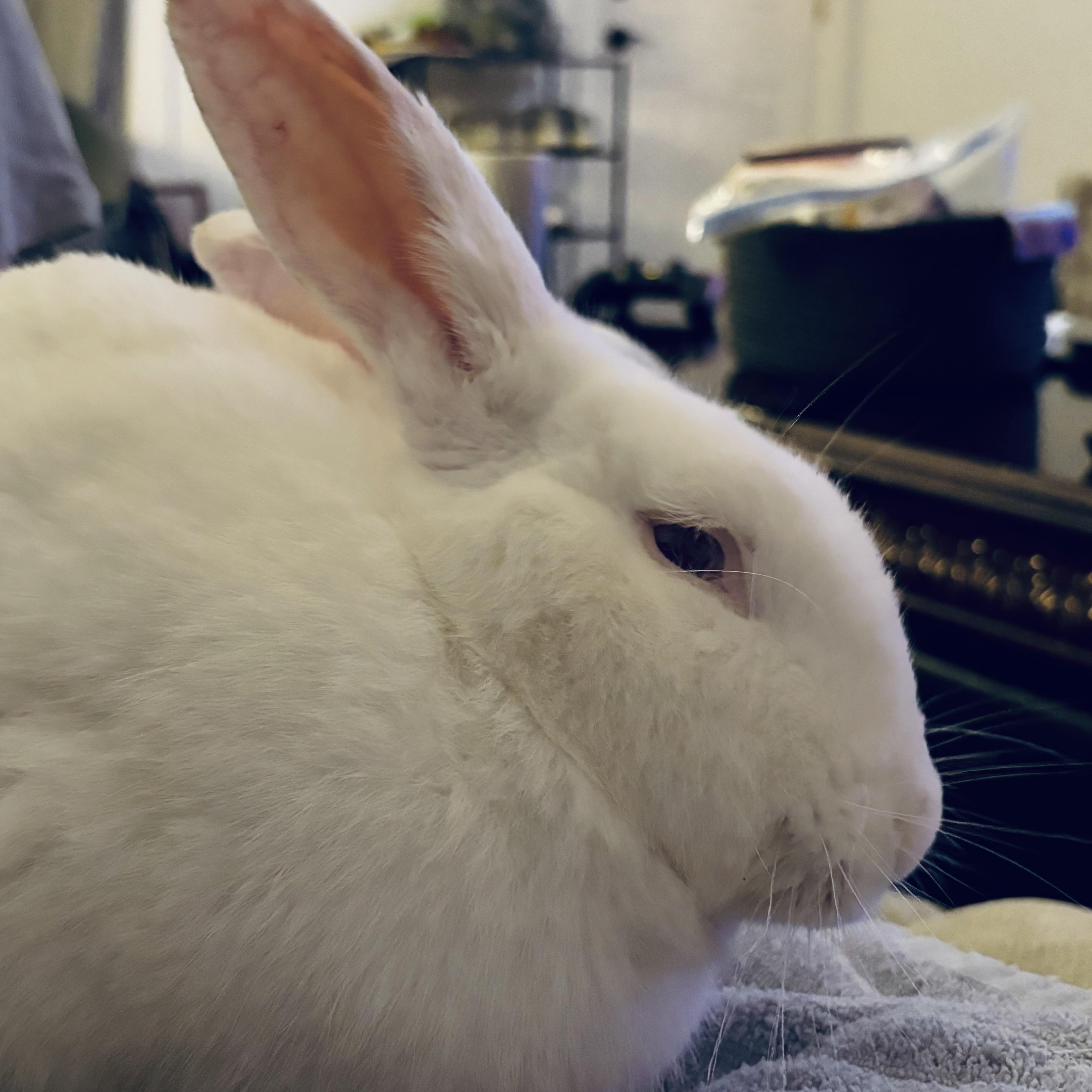 Enlarge Mochi, a Adoptable New Zealand in Huntsville, AL image 2/6