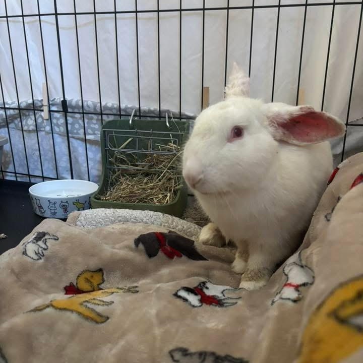 Enlarge Mochi, a Adoptable New Zealand in Huntsville, AL image 6/6