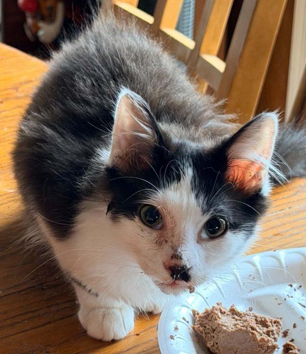 Kittens in Kenai - page 2, a ADOPTABLE Domestic Short Hair in Kenai, AK image 3/3