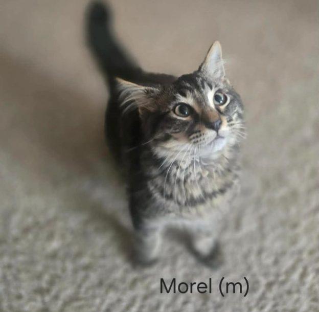 Kittens in Kenai - page 2, a ADOPTABLE Domestic Short Hair in Kenai, AK image 2/3