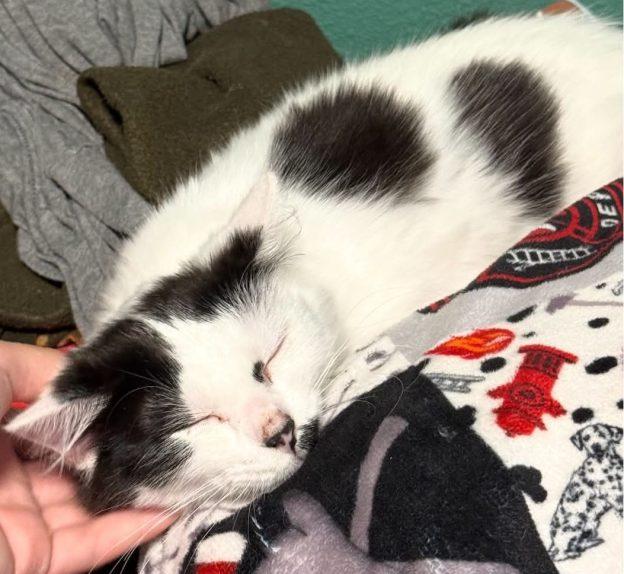 Kittens in Kenai - page 2, ADOPTABLE, Kitten Male Domestic Short Hair.
