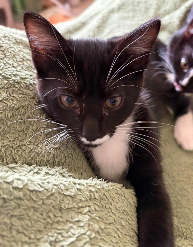 Enlarge Kittens in Kenai, a Adoptable Domestic Short Hair in Kenai, AK image 2/2