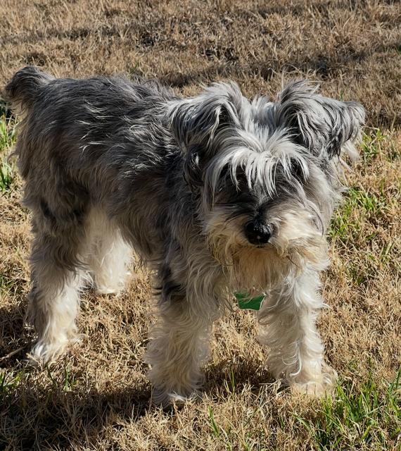 Max PB, an adopted Schnauzer in Schertz, TX image 1/3