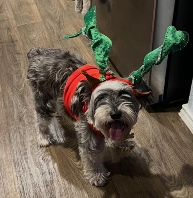 Max PB, an adopted Schnauzer in Schertz, TX image 2/3