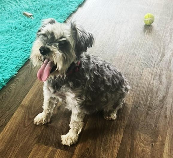 Max PB, an adopted Schnauzer in Schertz, TX image 3/3