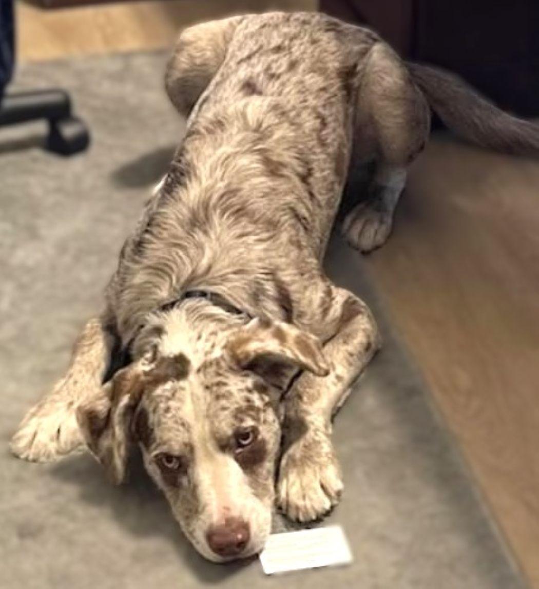 Bubba — thumbnail 2