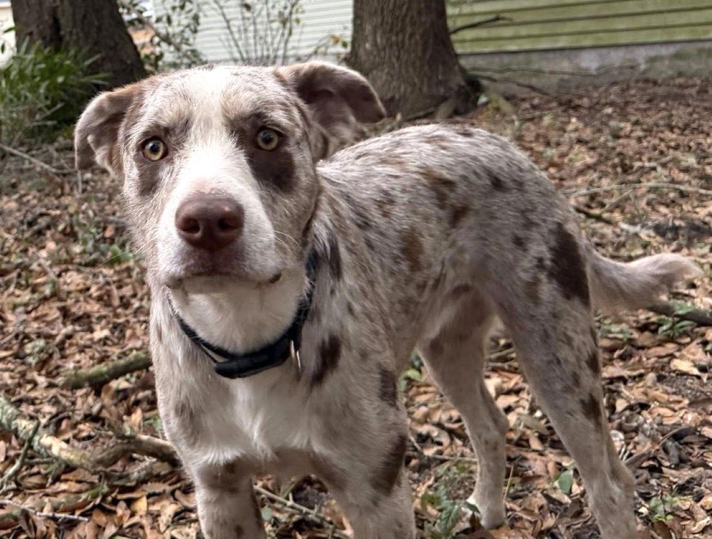 Bubba — thumbnail 3