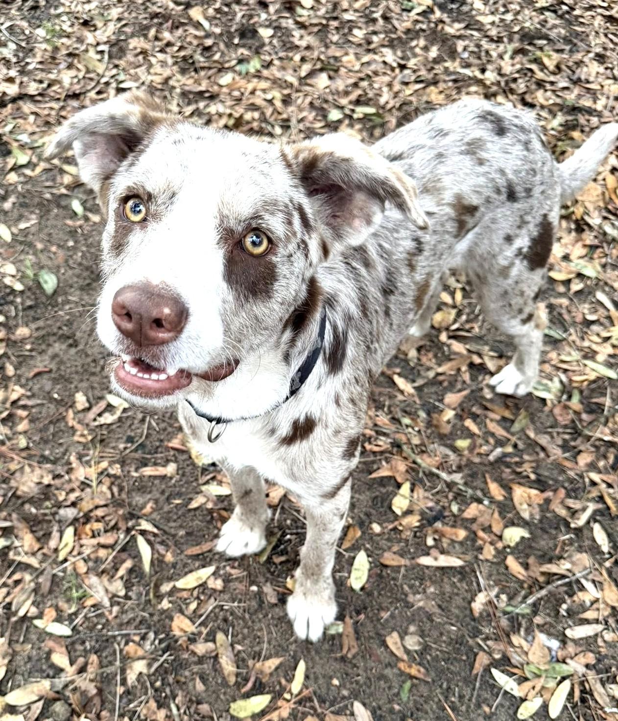 Bubba — thumbnail 4