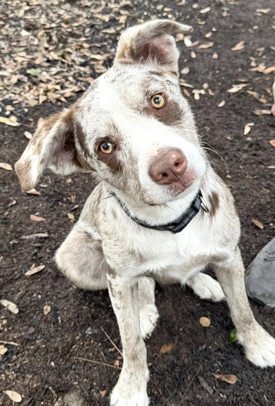 Bubba — thumbnail 5