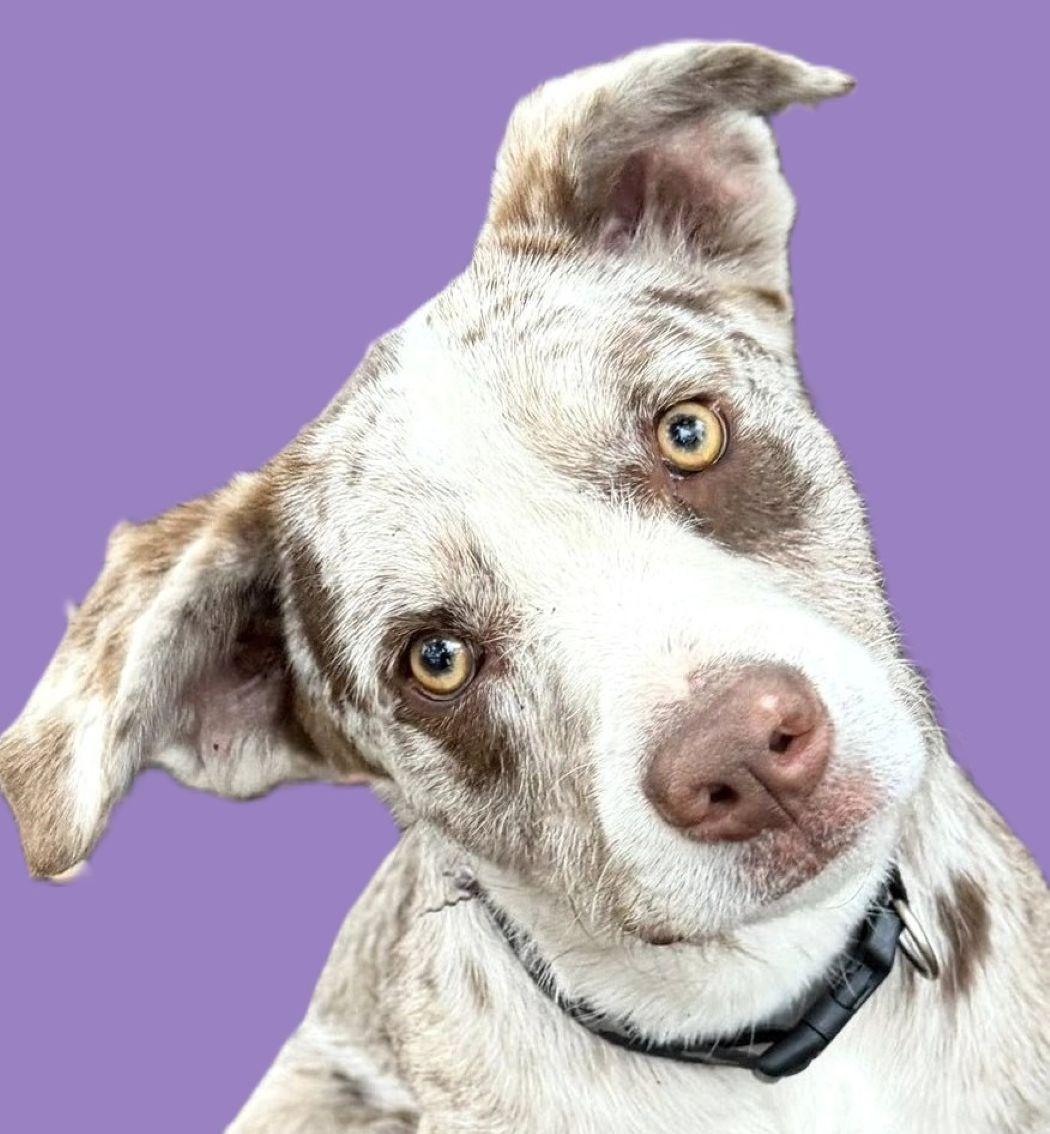 Bubba — thumbnail 6