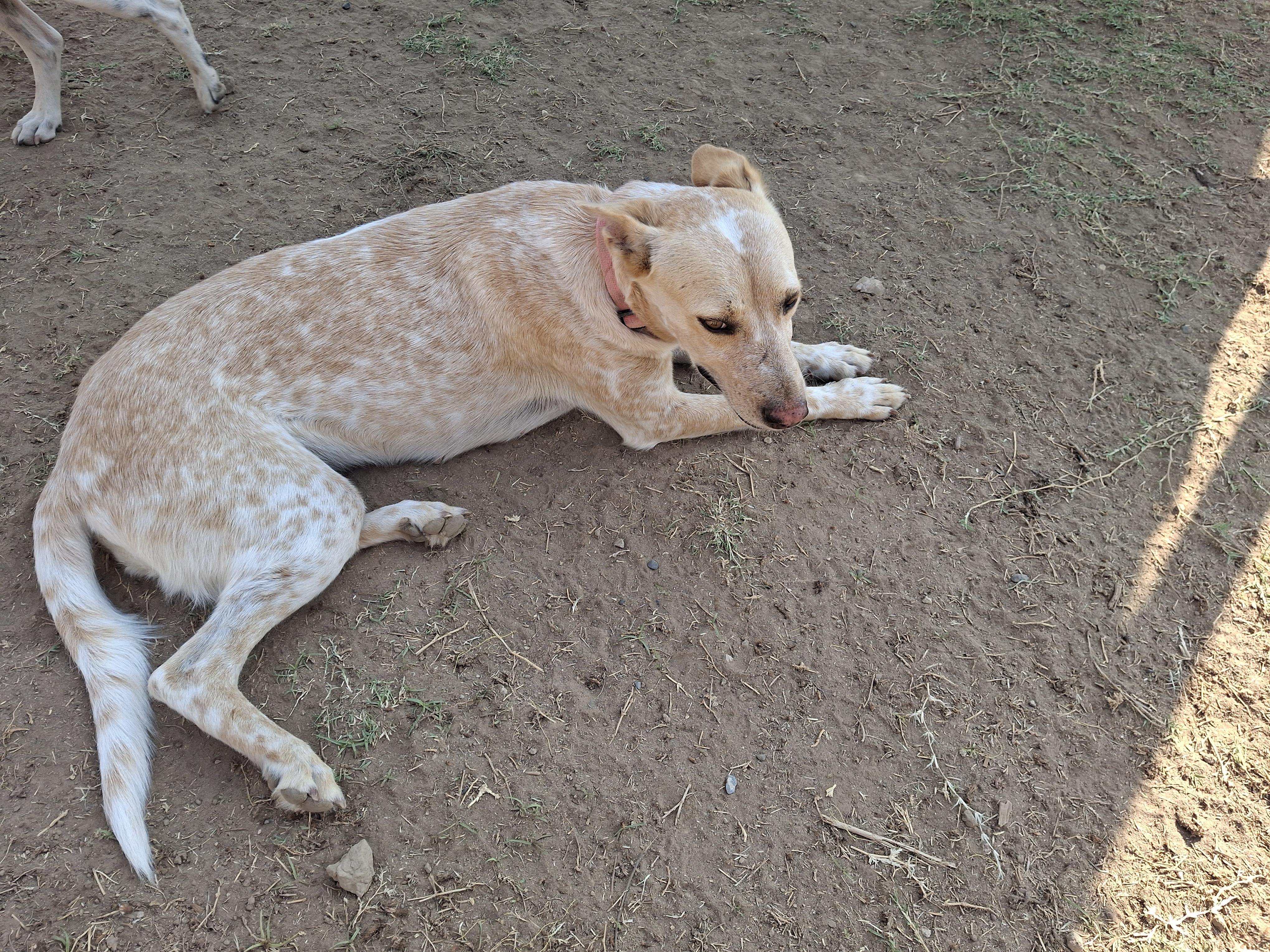 Kirah, Adoptable, Adult Female Australian Shepherd.