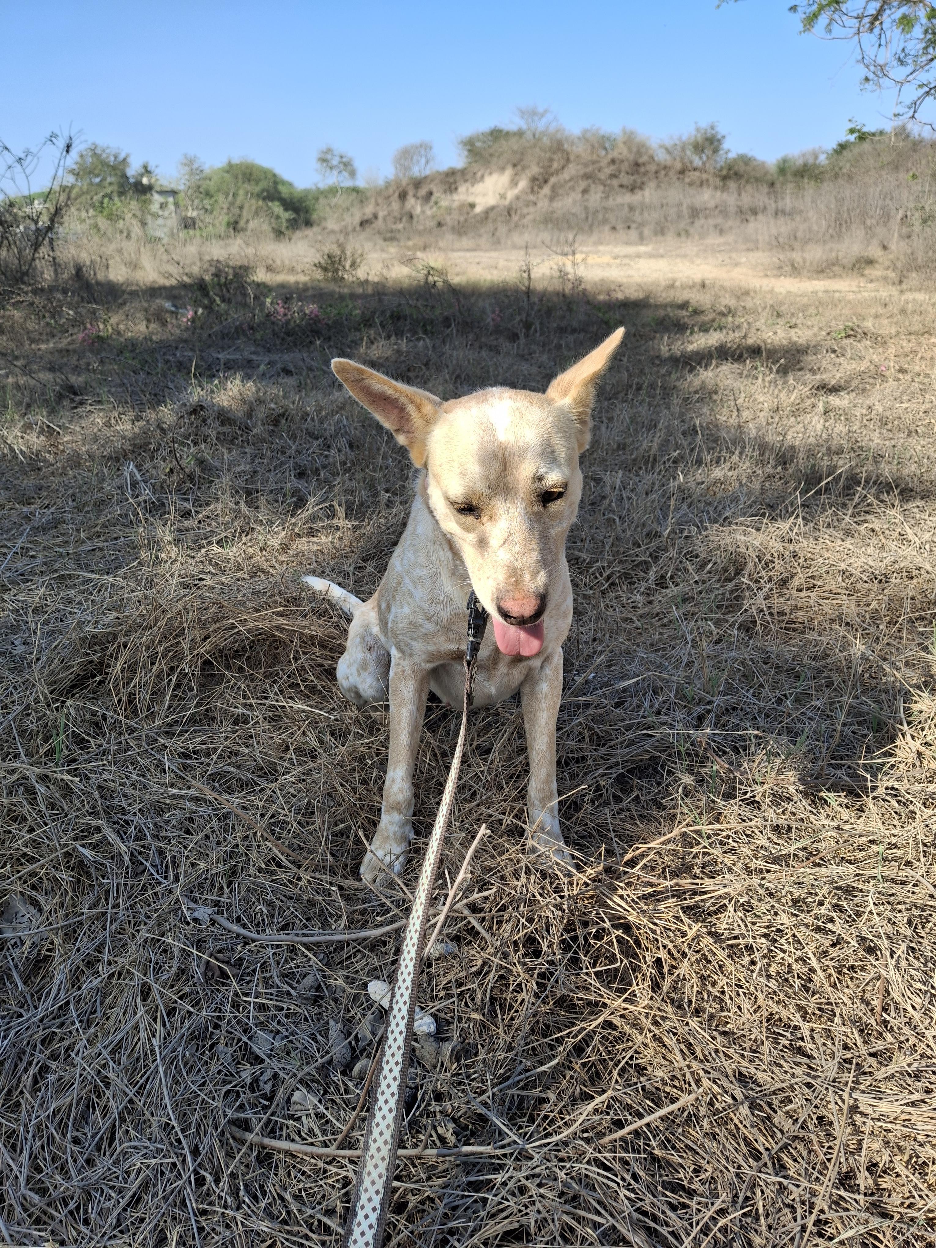 Enlarge Kirah, a Adoptable mixed breed in Vancouver, BC image 2/6