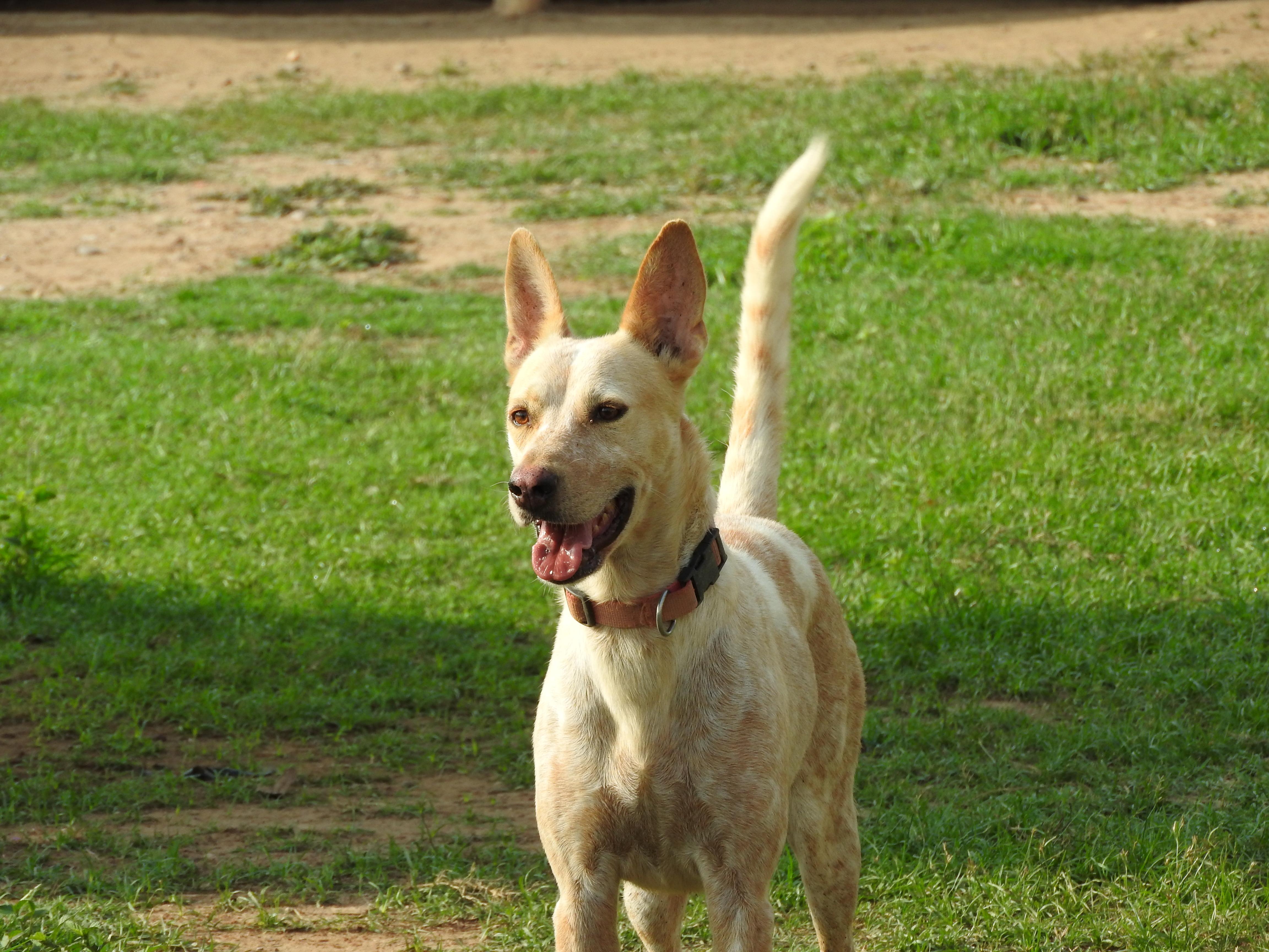Enlarge Kirah, a Adoptable mixed breed in Vancouver, BC image 3/6