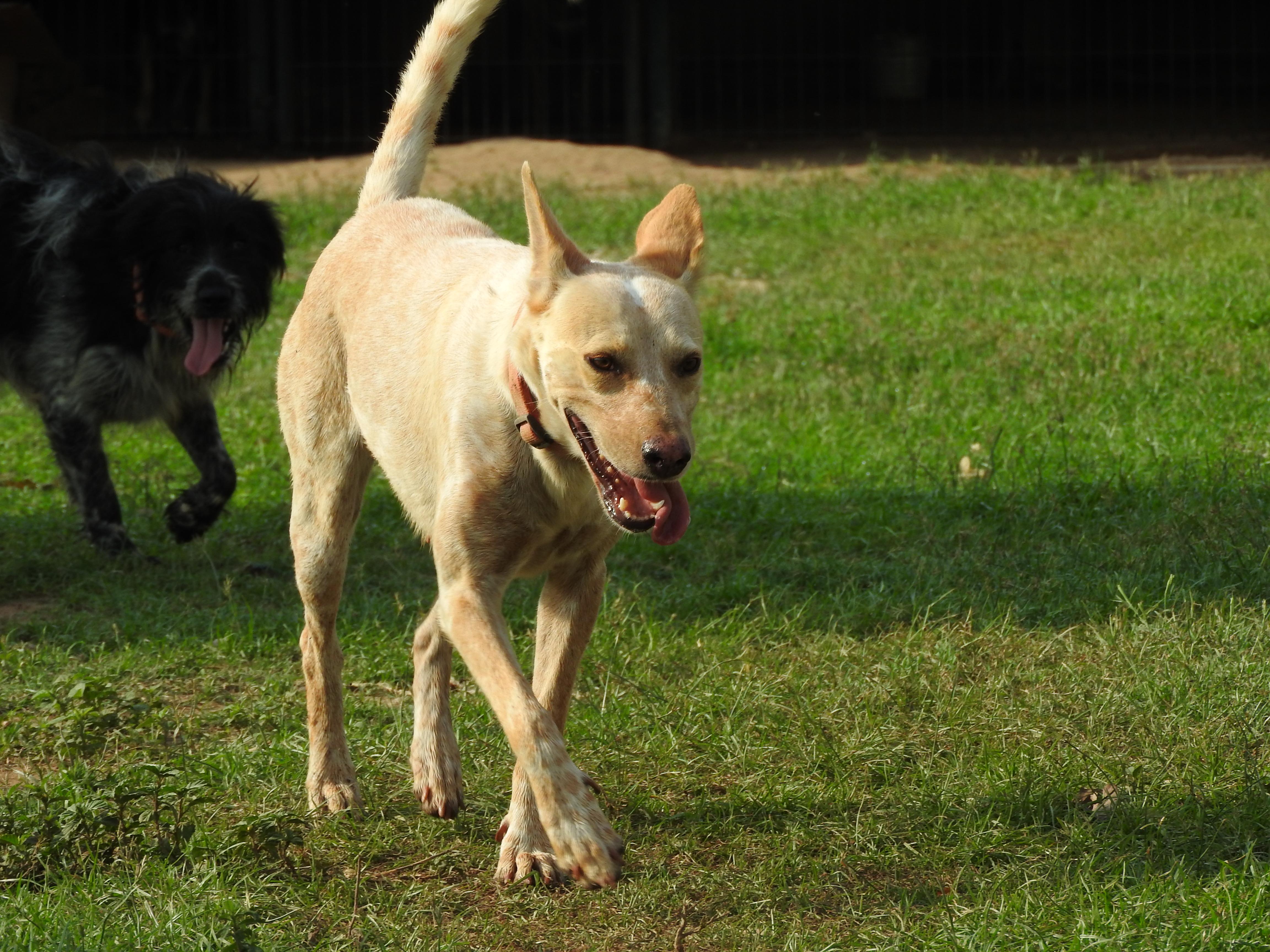 Enlarge Kirah, a Adoptable mixed breed in Vancouver, BC image 6/6