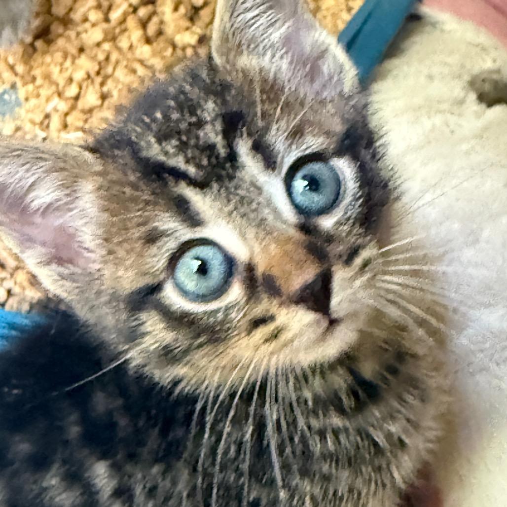 Enlarge Brown tabby kitten 2, a Adoptable Domestic Short Hair in Perkiomenville, PA image 1/3
