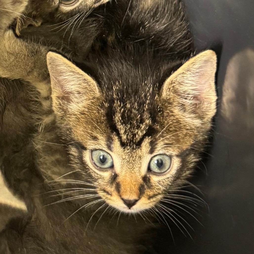 Enlarge Brown tabby kitten 2, a Adoptable Domestic Short Hair in Perkiomenville, PA image 2/3