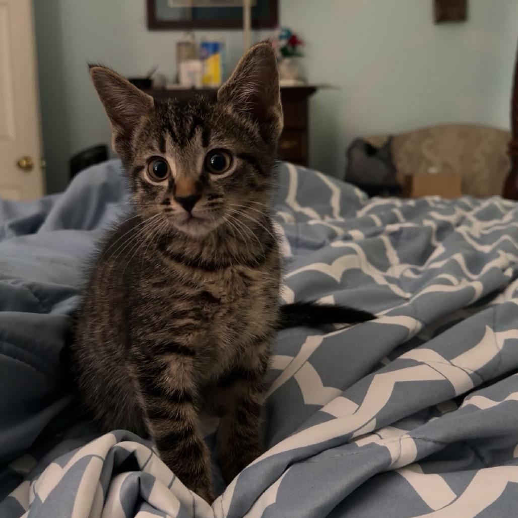 Enlarge Brown tabby kitten 2, a Adoptable Domestic Short Hair in Perkiomenville, PA image 3/3